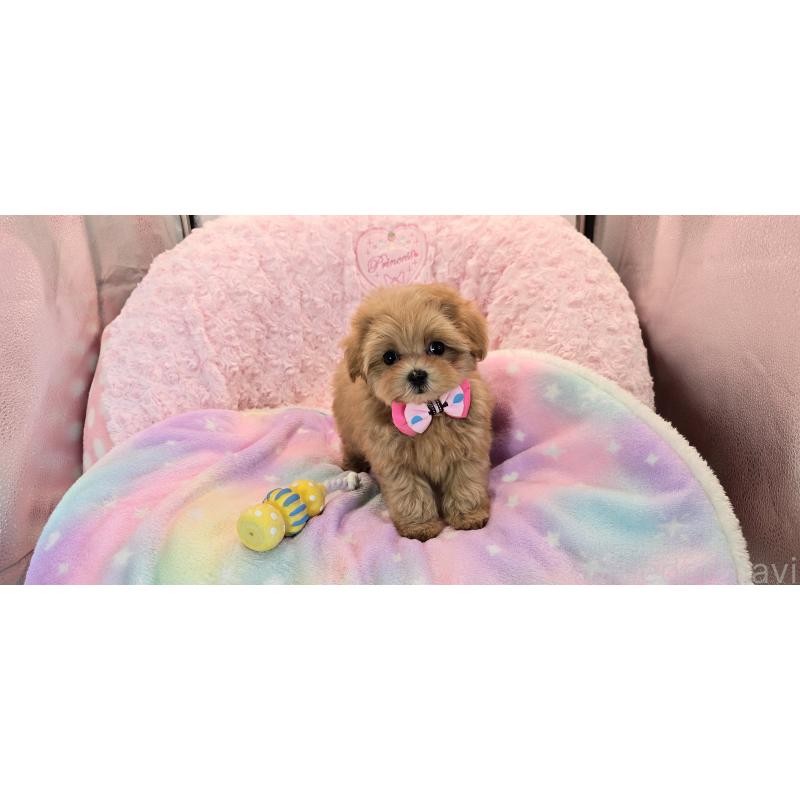 販売中の沖縄県のミックス犬-424401の2枚目