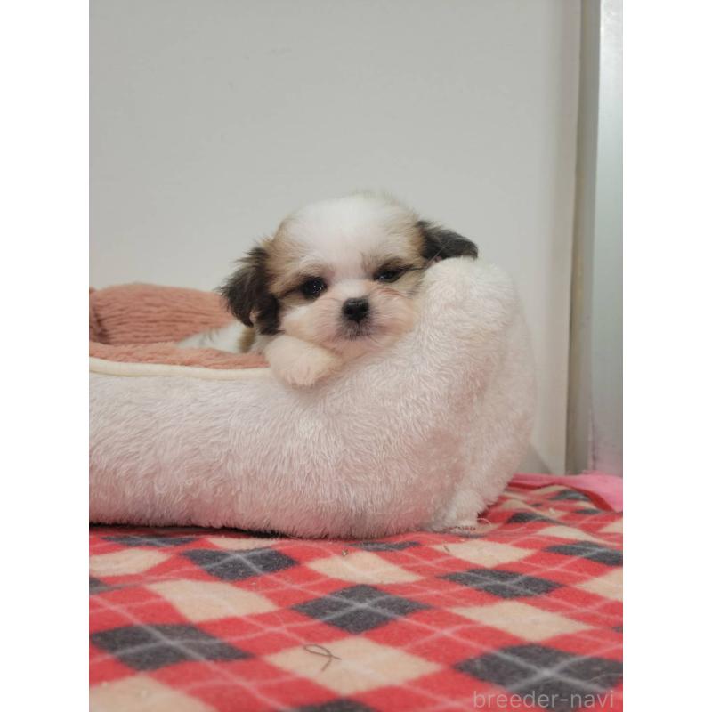 販売中の栃木県のマルシーズー:マルチーズ×シーズー-424794の3枚目