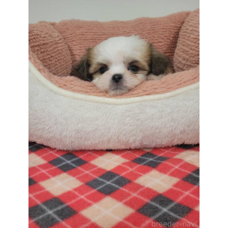 販売中の栃木県のマルシーズー:マルチーズ×シーズー-424794の2枚目