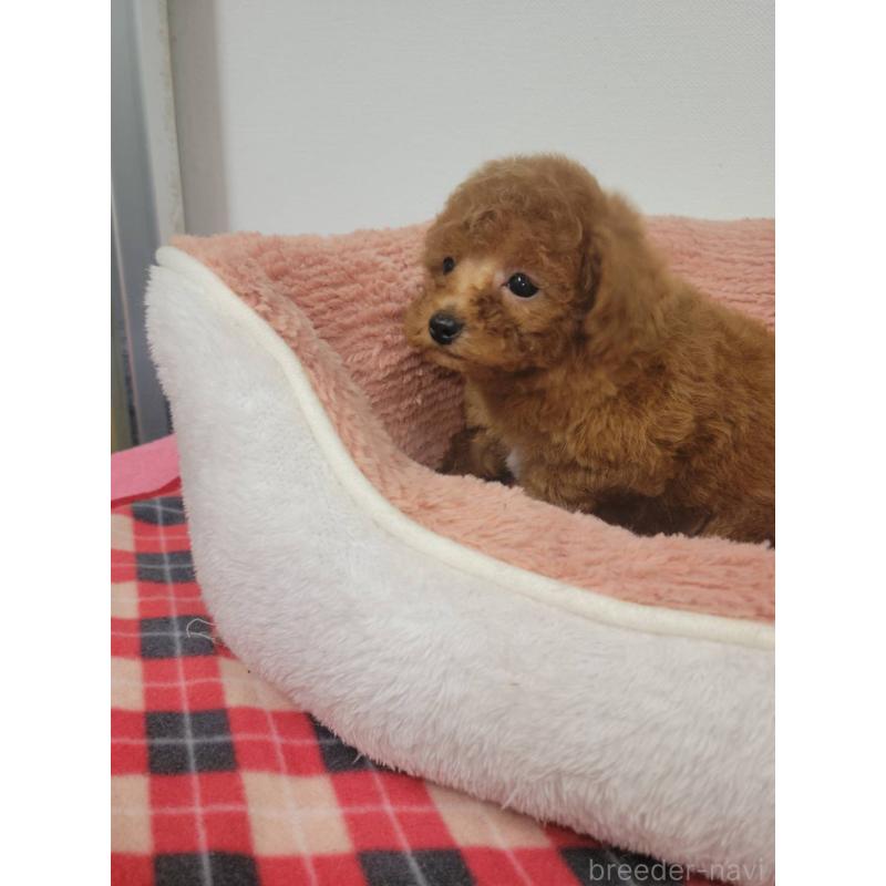 販売中の栃木県のタイニープードル-424795の3枚目
