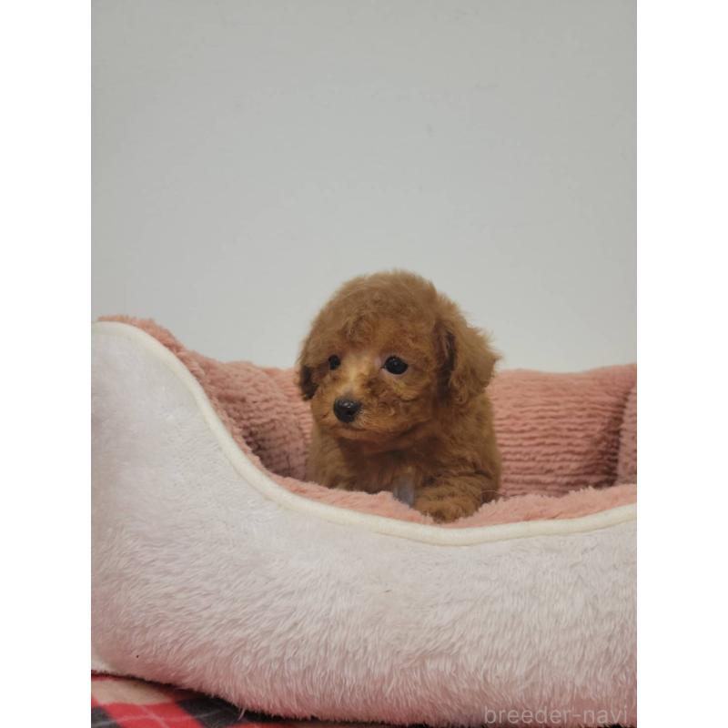 販売中の栃木県のタイニープードル-424795の2枚目