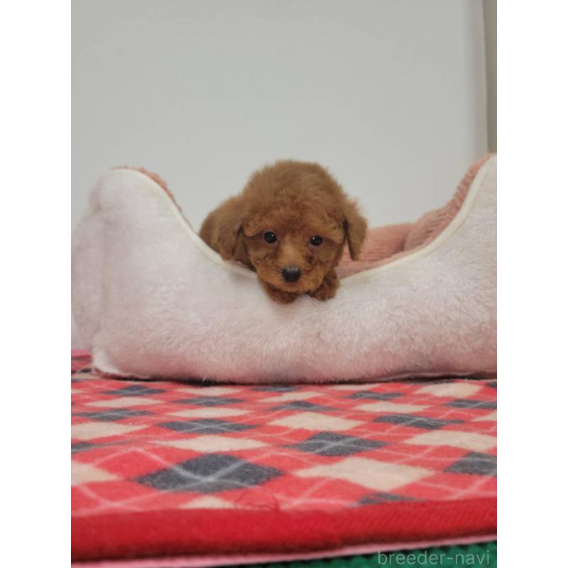 販売中の栃木県のタイニープードル-424797の4枚目