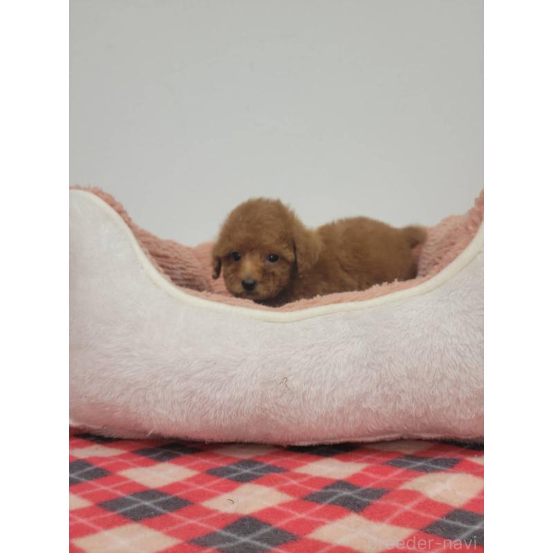 販売中の栃木県のタイニープードル-424797の3枚目