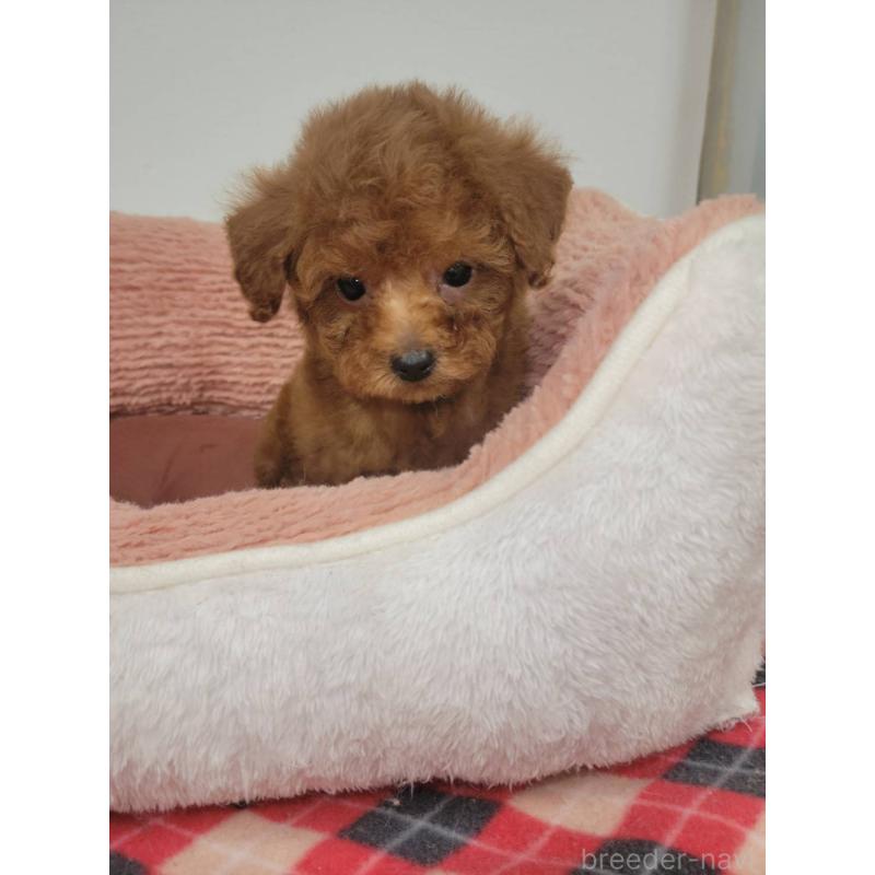 販売中の栃木県のタイニープードル-424797の2枚目