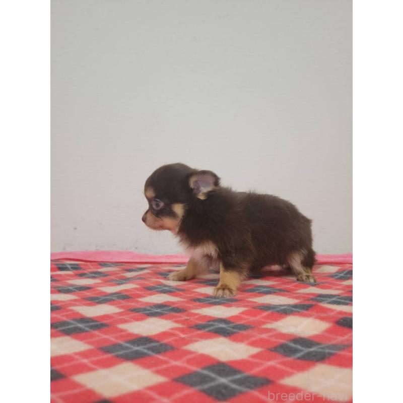 販売中の栃木県のチワワ(ロングコート)-424798の3枚目