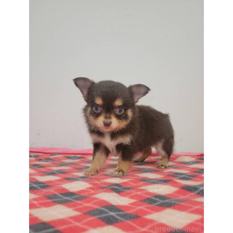 販売中の栃木県のチワワ(ロングコート)-424798の2枚目