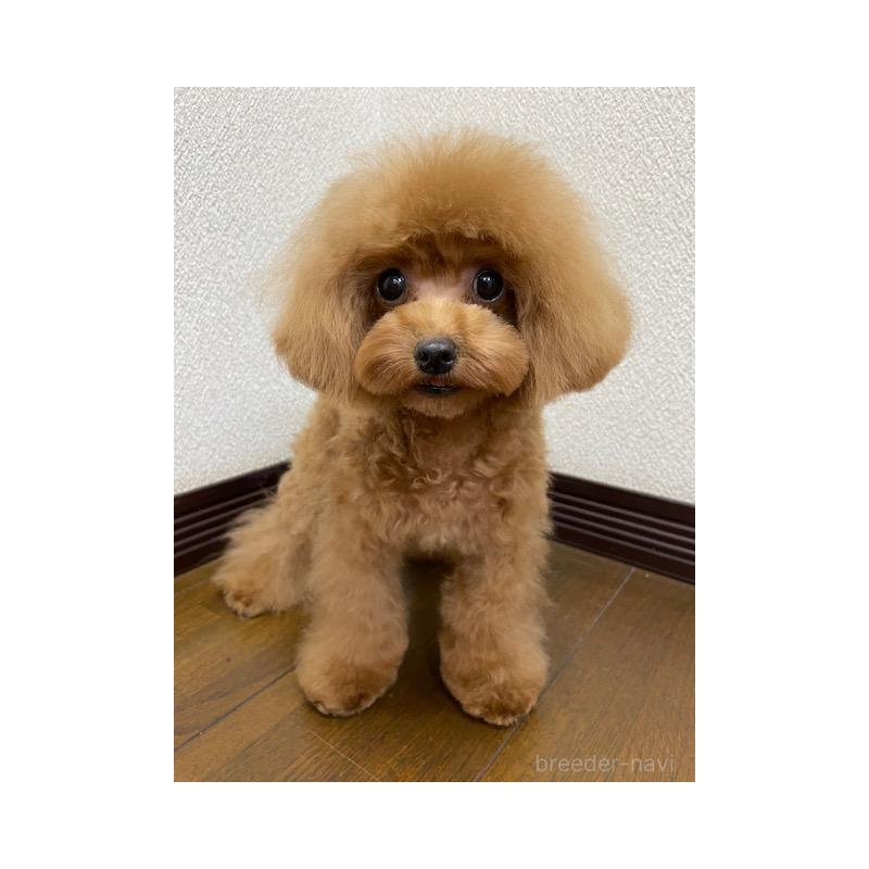 販売中の大阪府のティーカッププードル-380471の5枚目