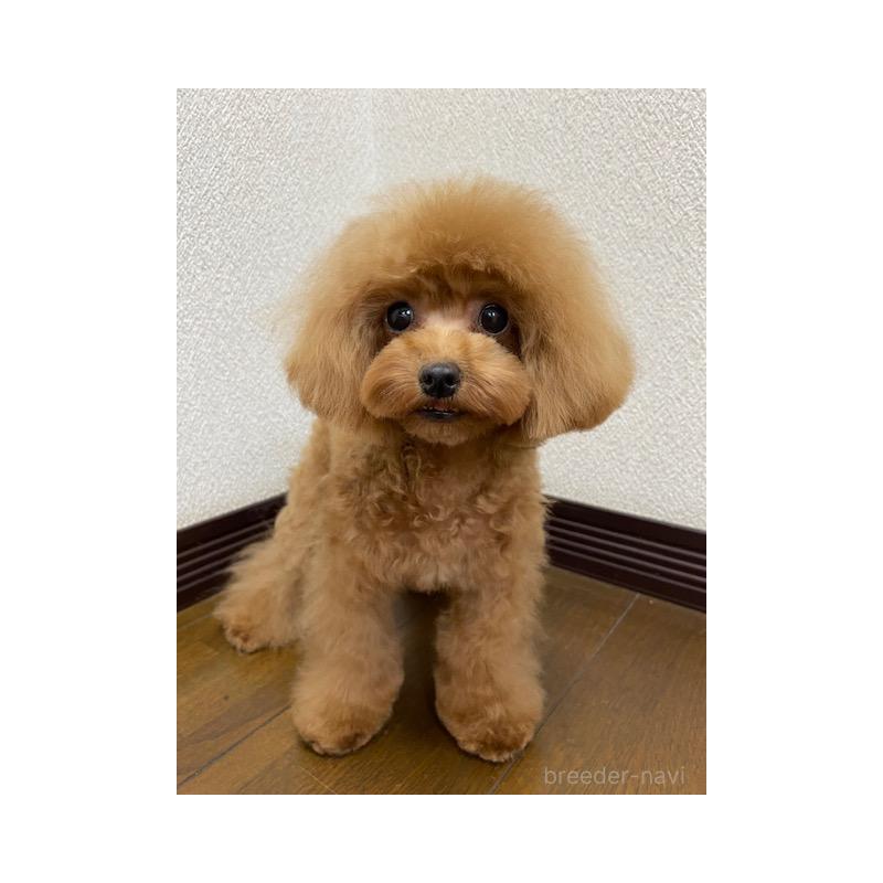 販売中の大阪府のティーカッププードル-380471の4枚目