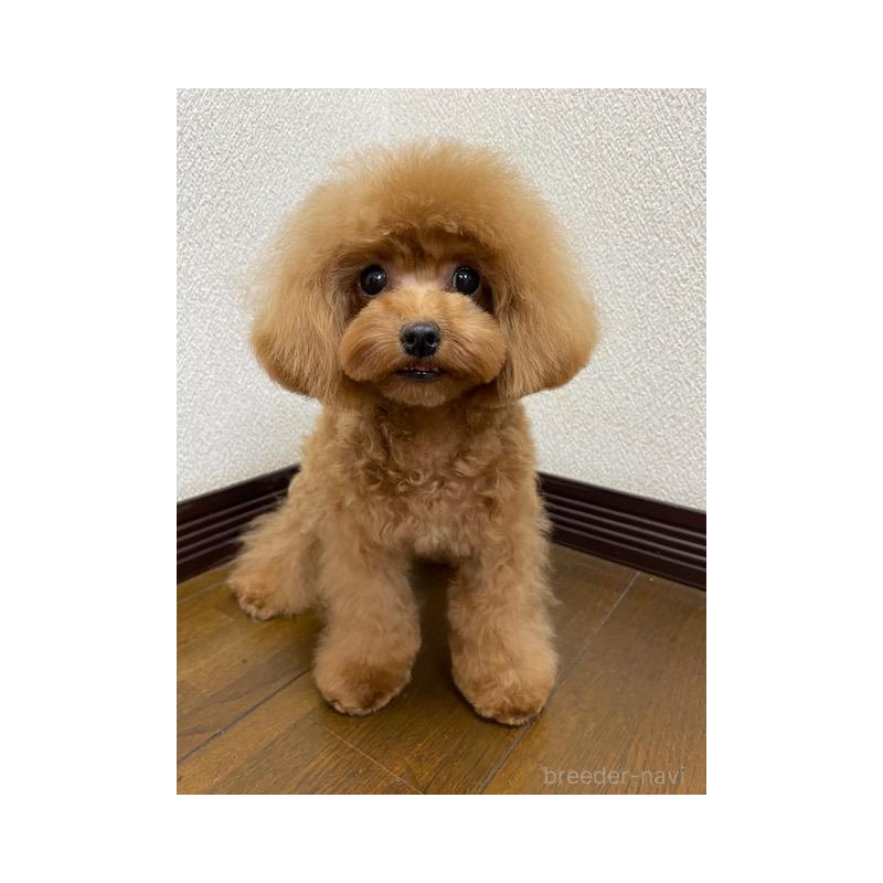 販売中の大阪府のティーカッププードル-380471の3枚目