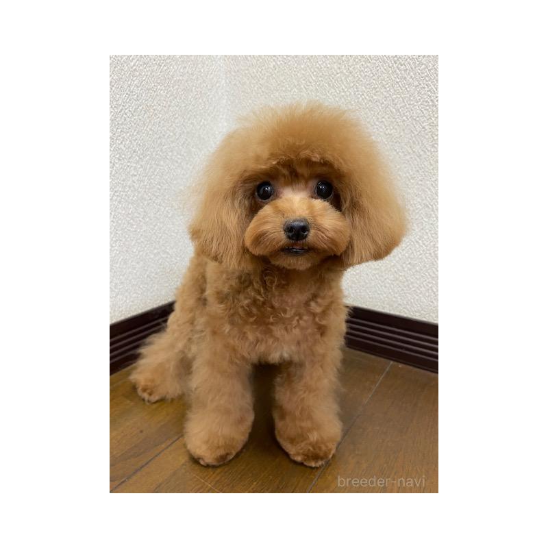 販売中の大阪府のティーカッププードル-380471の2枚目