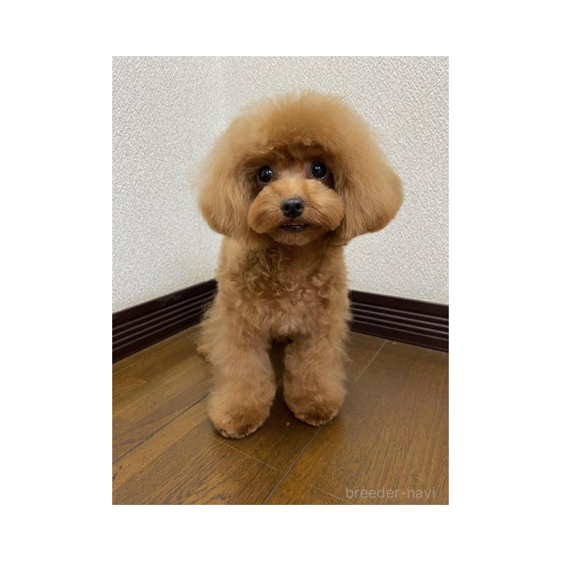 販売中の大阪府のティーカッププードル-380471