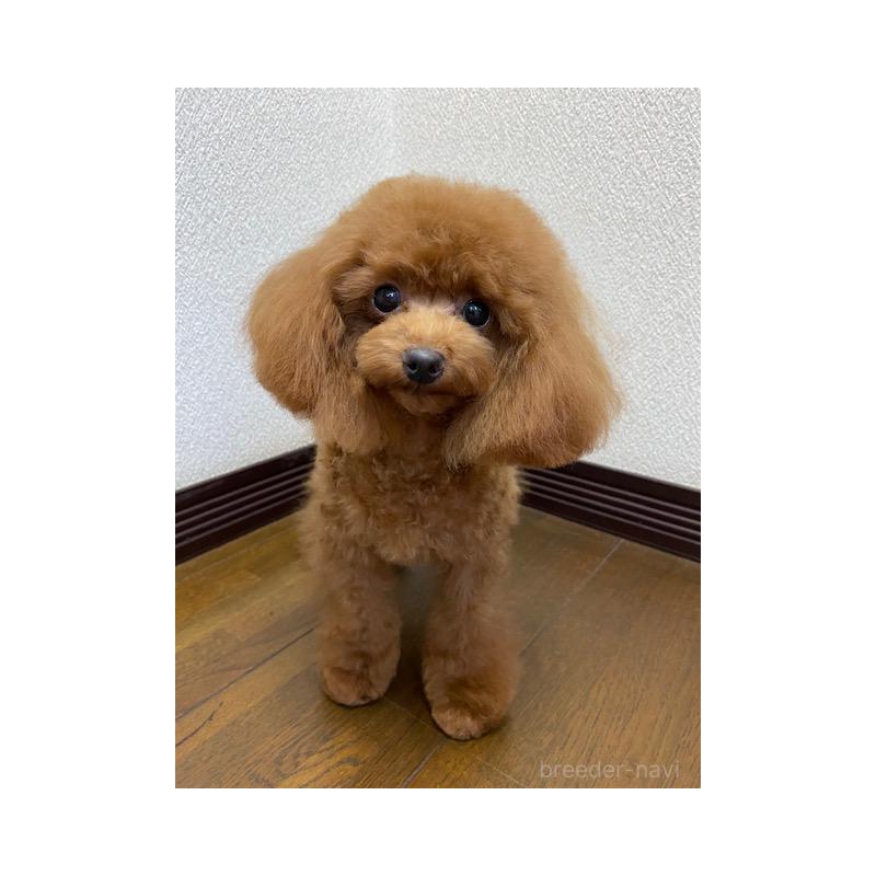 販売中の大阪府のティーカッププードル-380469