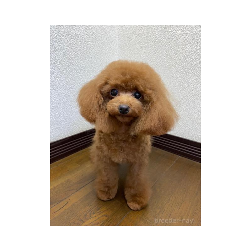 販売中の大阪府のティーカッププードル-380469の4枚目