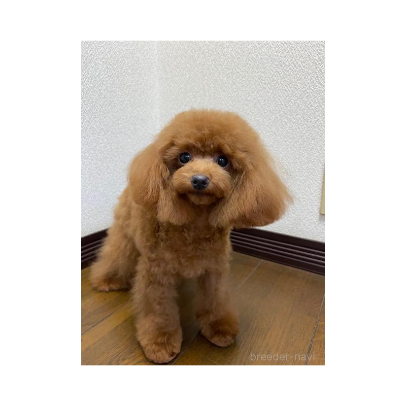 販売中の大阪府のティーカッププードル-380469の3枚目