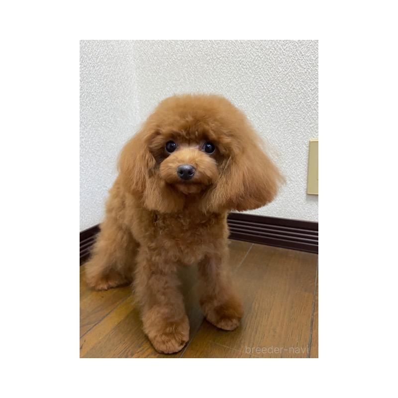 販売中の大阪府のティーカッププードル-380469の2枚目