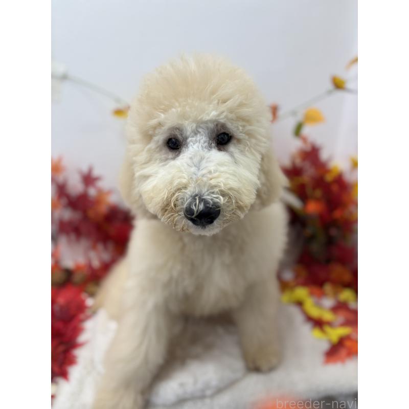 販売中の千葉県のスタンダードプードル-411075の9枚目