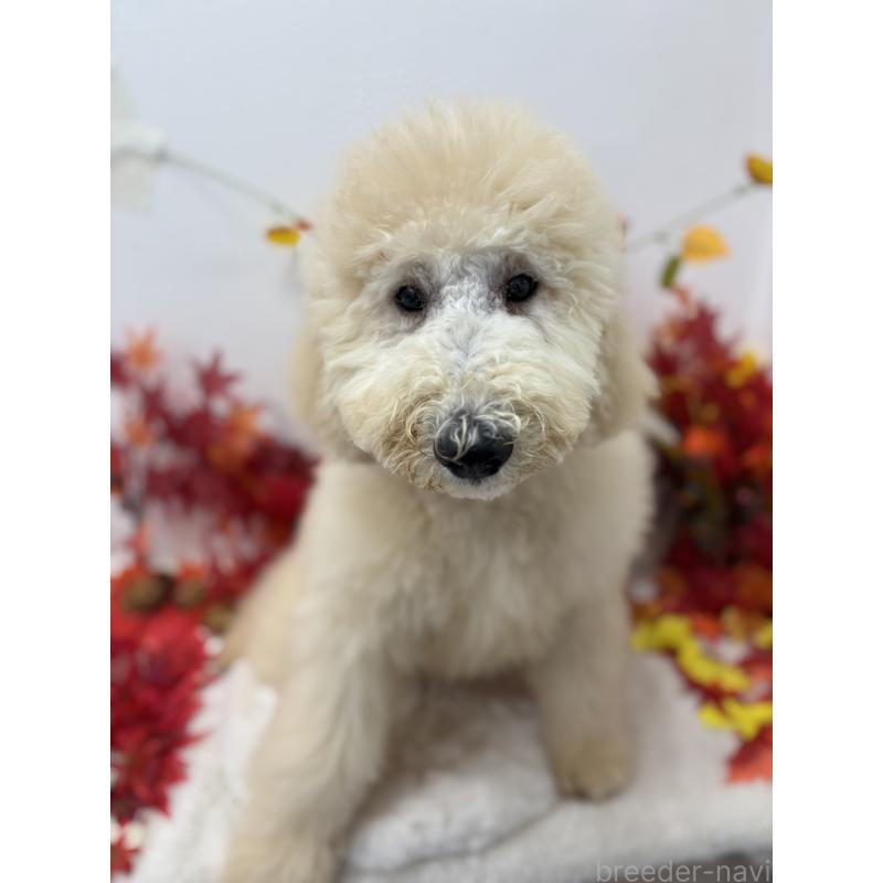 販売中の千葉県のスタンダードプードル-411075の8枚目