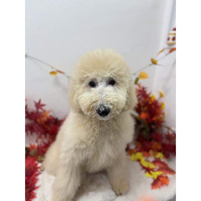 販売中の千葉県のスタンダードプードル-411075の7枚目