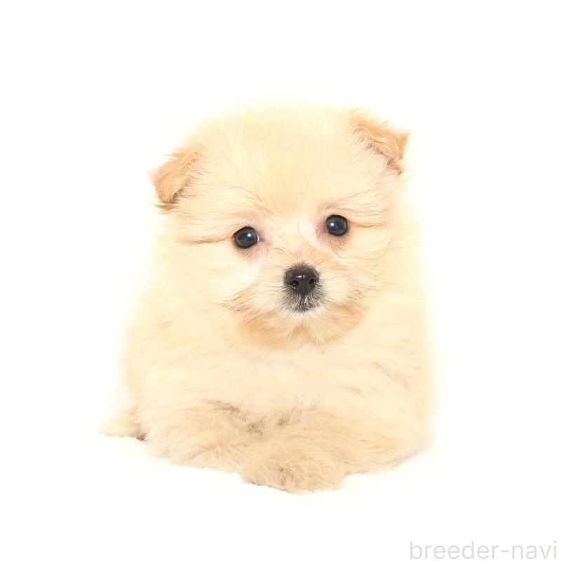 販売中の熊本県のポメプー:ポメラニアン×トイプードル-424560