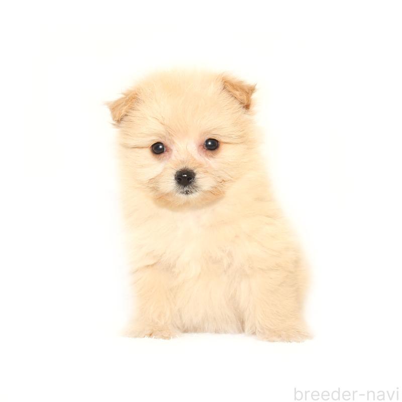 販売中の熊本県のポメプー:ポメラニアン×トイプードル-424560の2枚目