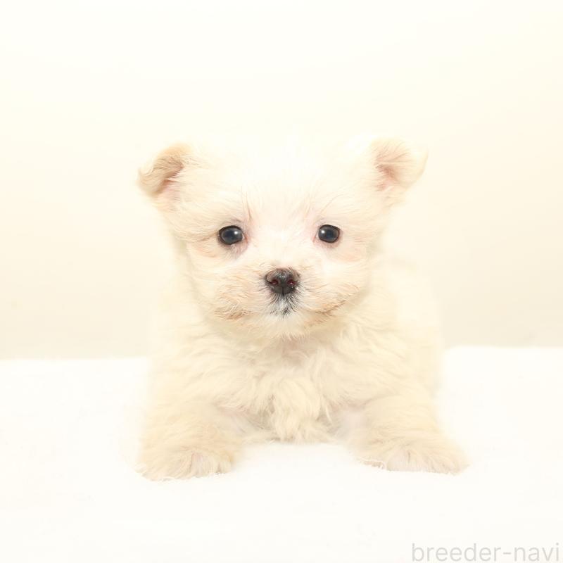 販売中の熊本県のマルプー:マルチーズ×トイプードル-424561