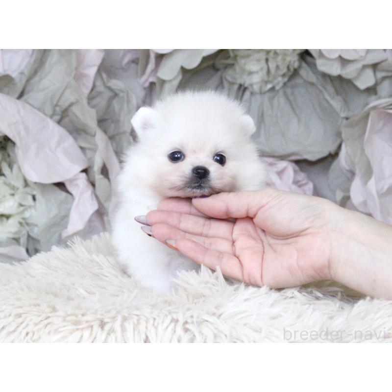 販売中の大阪府のポメラニアン-424562の7枚目