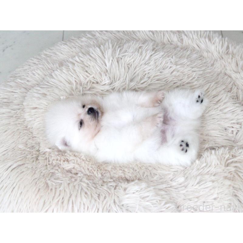 販売中の大阪府のポメラニアン-424562の6枚目