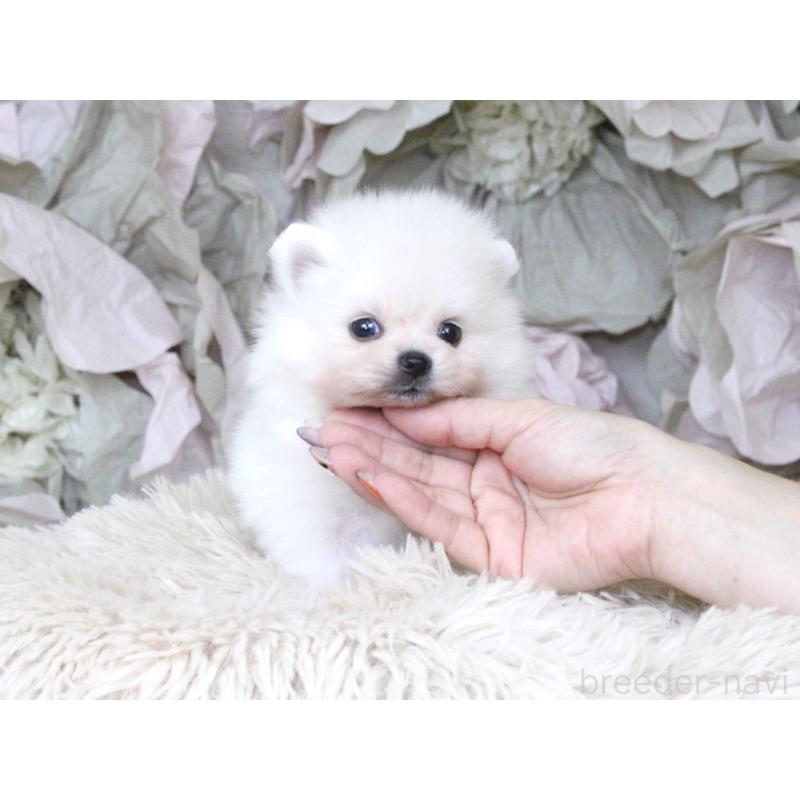 販売中の大阪府のポメラニアン-424562の4枚目