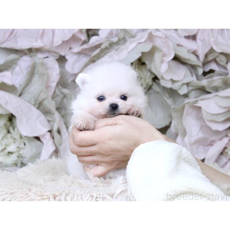 販売中の大阪府のポメラニアン-424562の3枚目