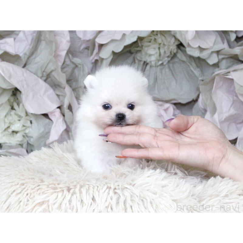 販売中の大阪府のポメラニアン-424562の2枚目