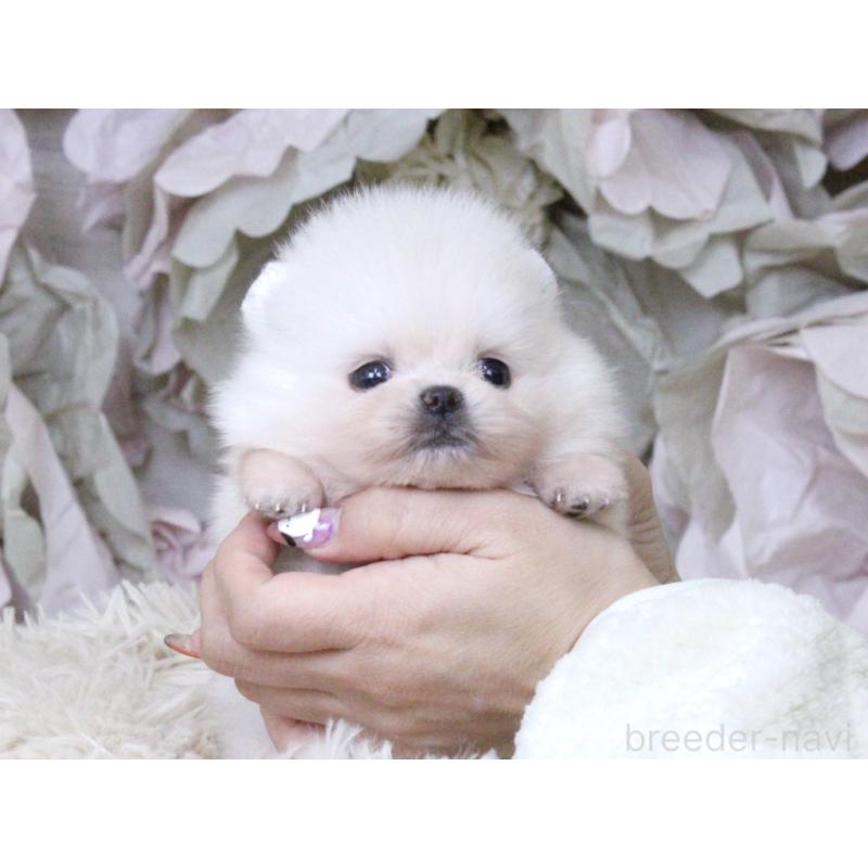 販売中の大阪府のポメラニアン-424563の8枚目