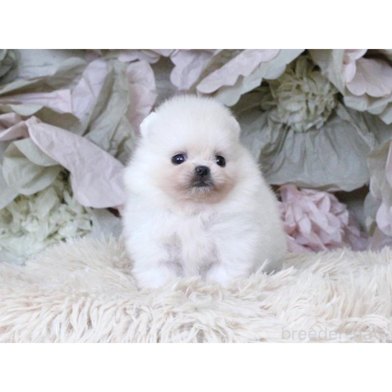 販売中の大阪府のポメラニアン-424563の7枚目