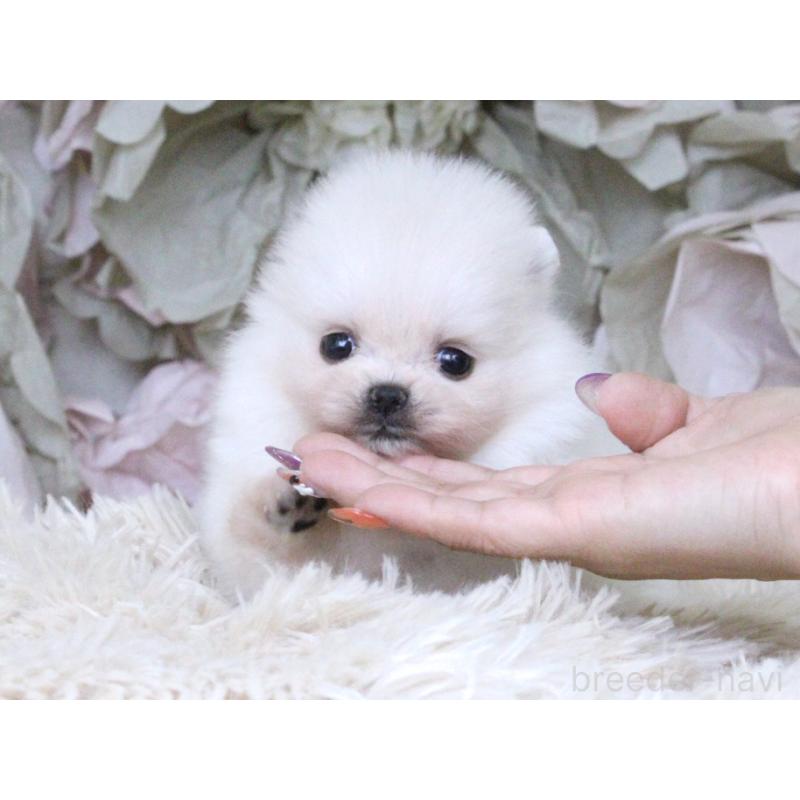 販売中の大阪府のポメラニアン-424563の6枚目