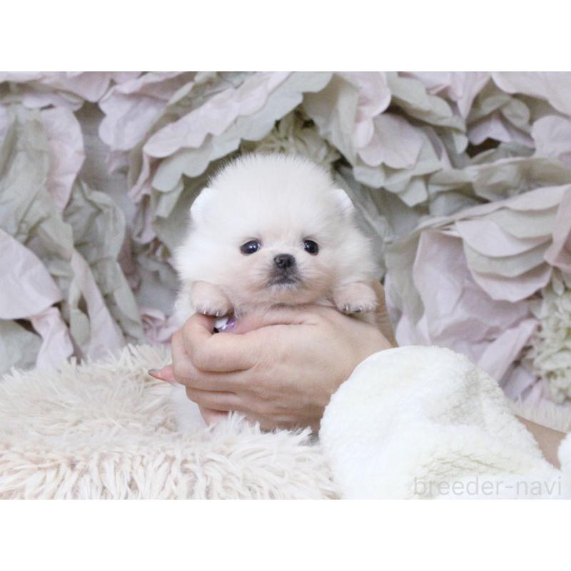 販売中の大阪府のポメラニアン-424563の5枚目