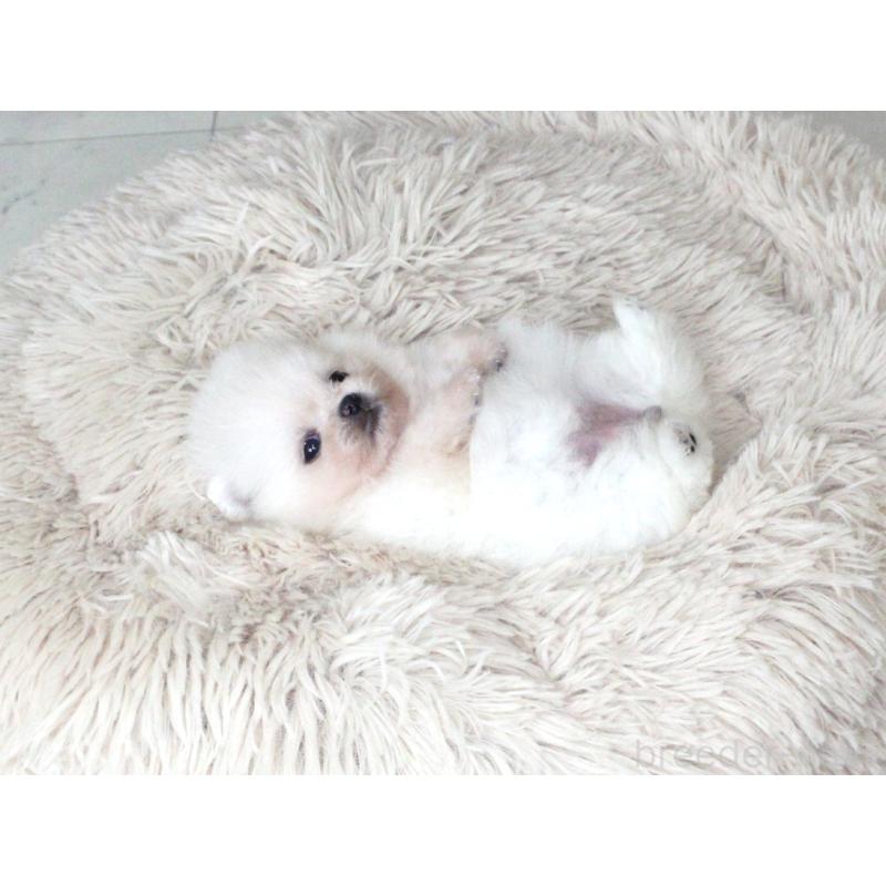 販売中の大阪府のポメラニアン-424563の4枚目