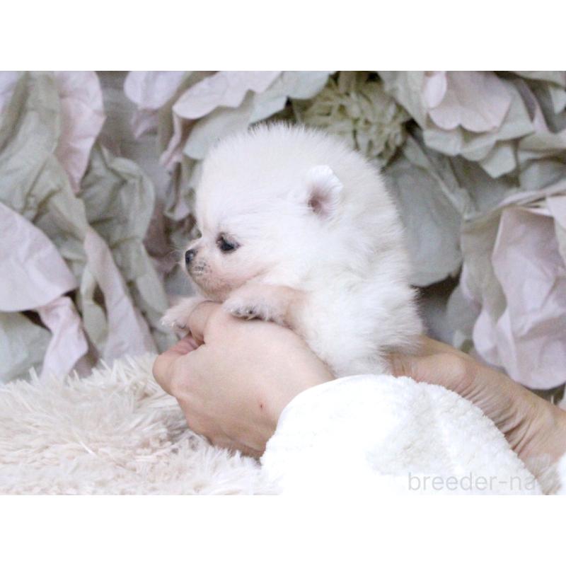 販売中の大阪府のポメラニアン-424563の3枚目