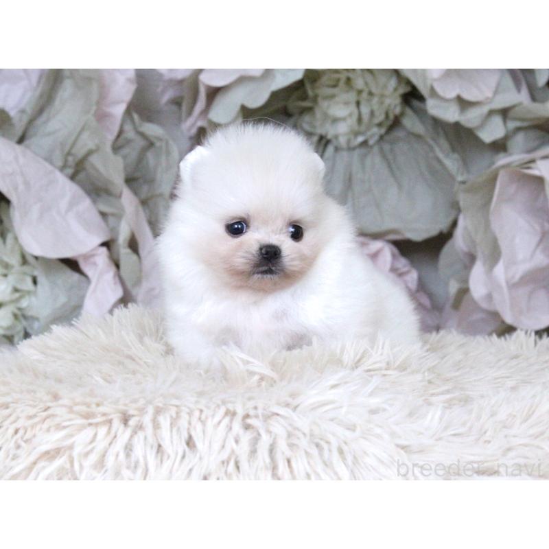 販売中の大阪府のポメラニアン-424563の2枚目