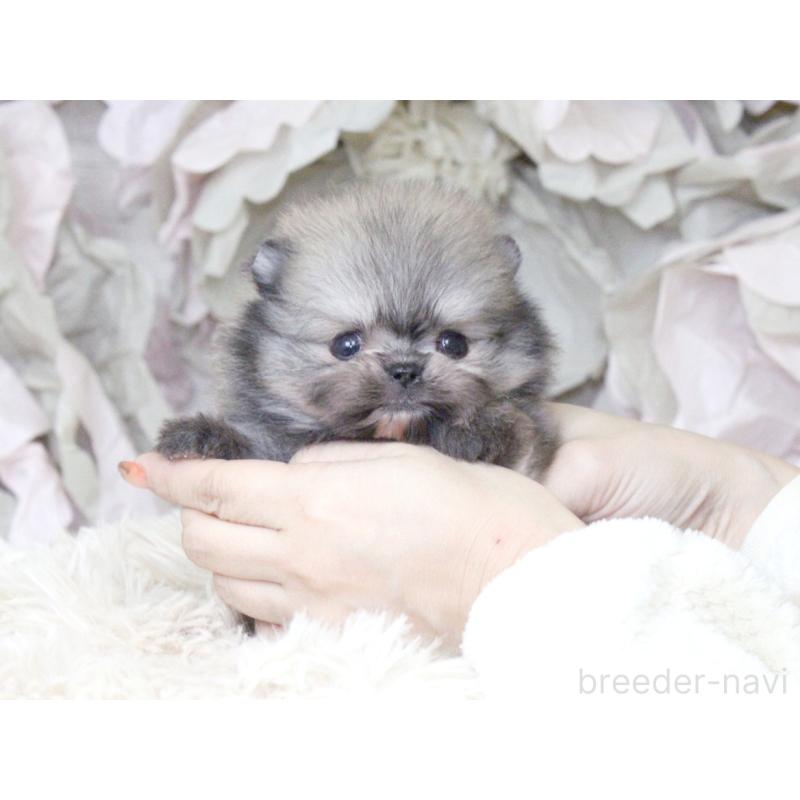 販売中の大阪府のポメラニアン-424564の8枚目