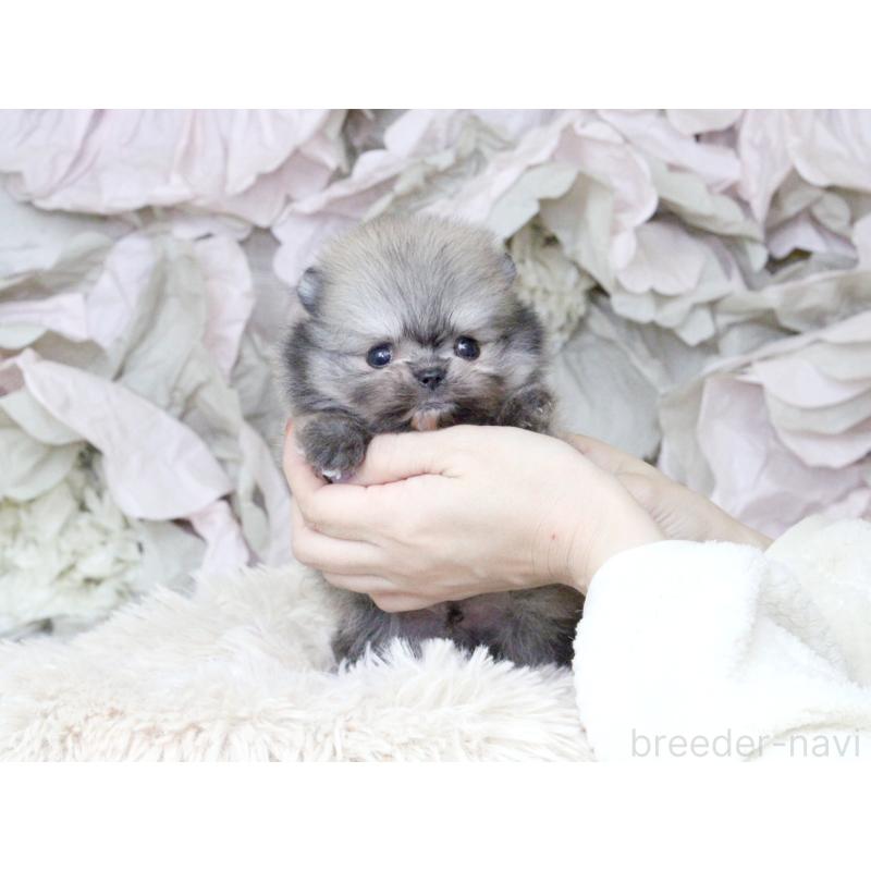販売中の大阪府のポメラニアン-424564の7枚目