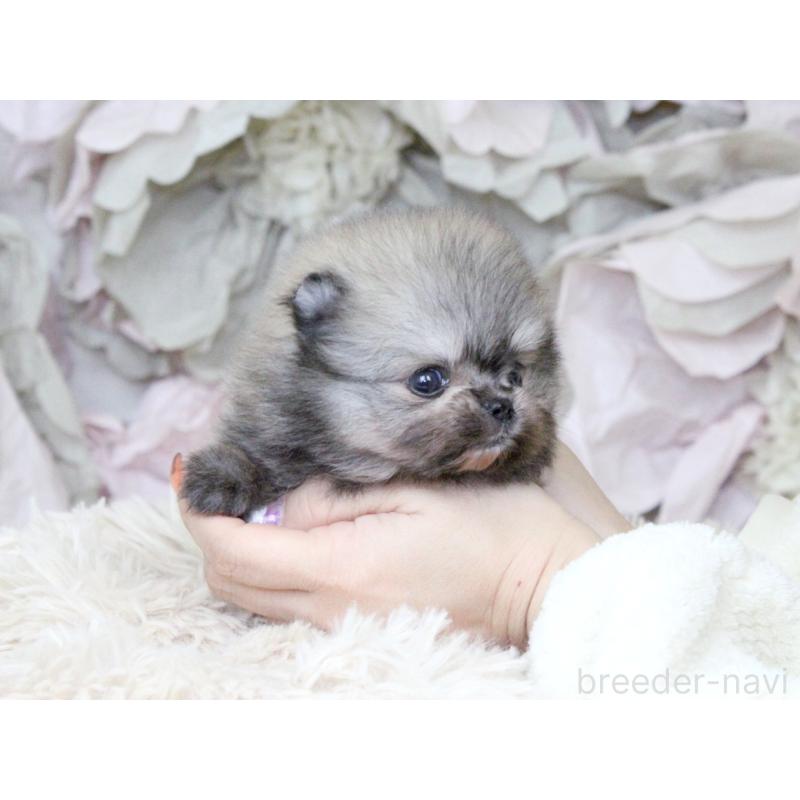 販売中の大阪府のポメラニアン-424564の6枚目