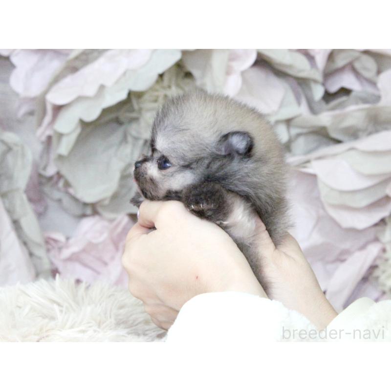 販売中の大阪府のポメラニアン-424564の5枚目