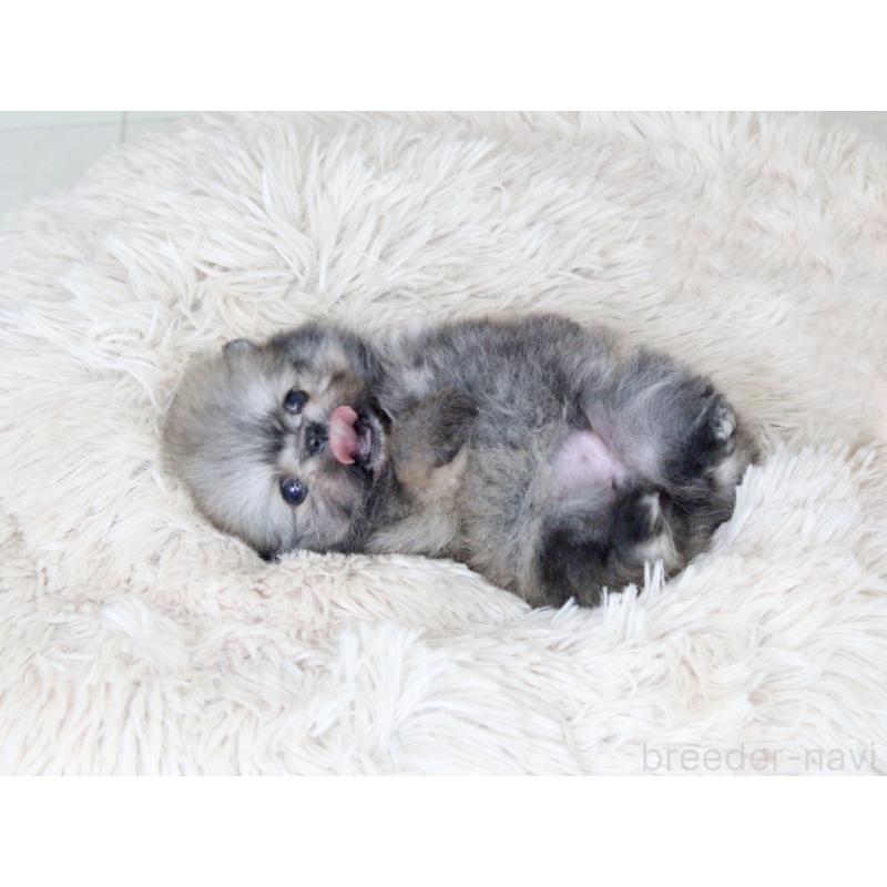 販売中の大阪府のポメラニアン-424564の4枚目