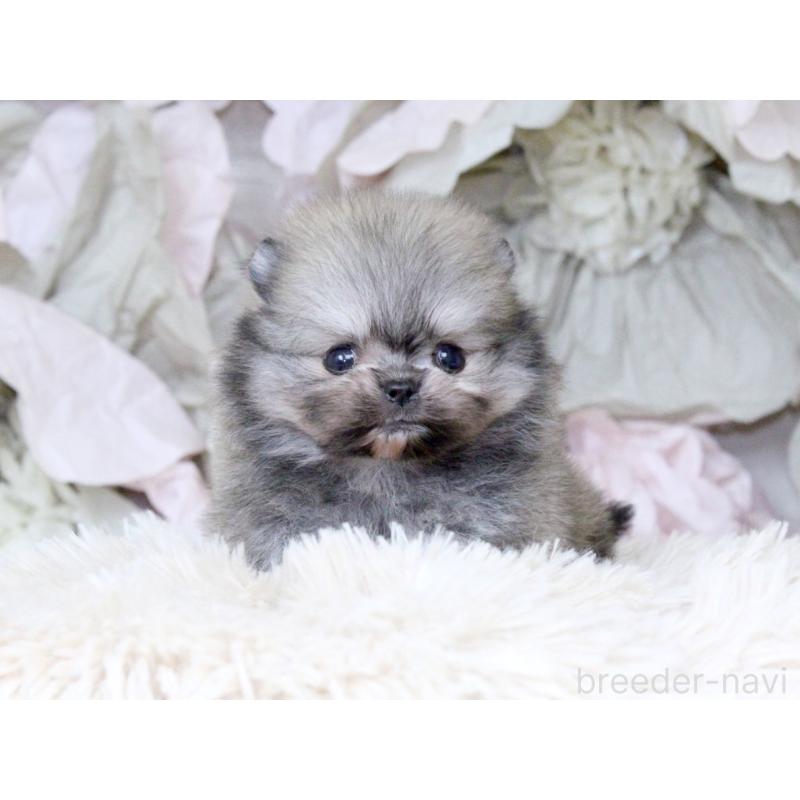 販売中の大阪府のポメラニアン-424564の3枚目