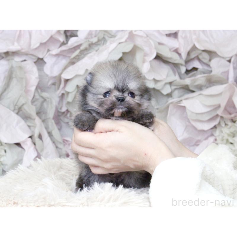 販売中の大阪府のポメラニアン-424564の2枚目