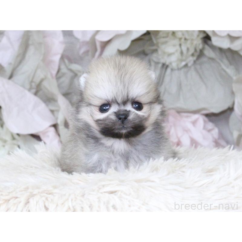 販売中の大阪府のポメラニアン-424565の8枚目