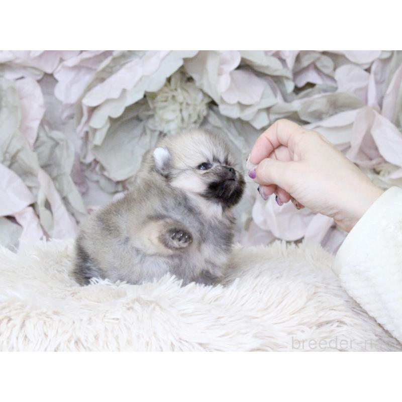 販売中の大阪府のポメラニアン-424565の7枚目