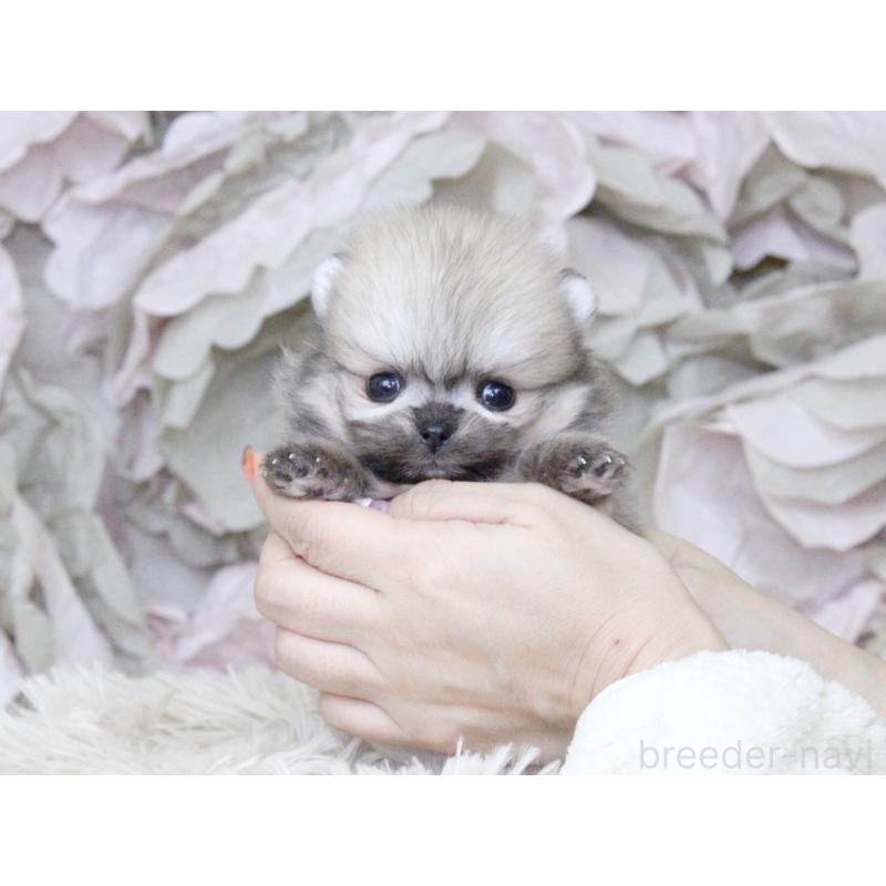 販売中の大阪府のポメラニアン-424565の6枚目