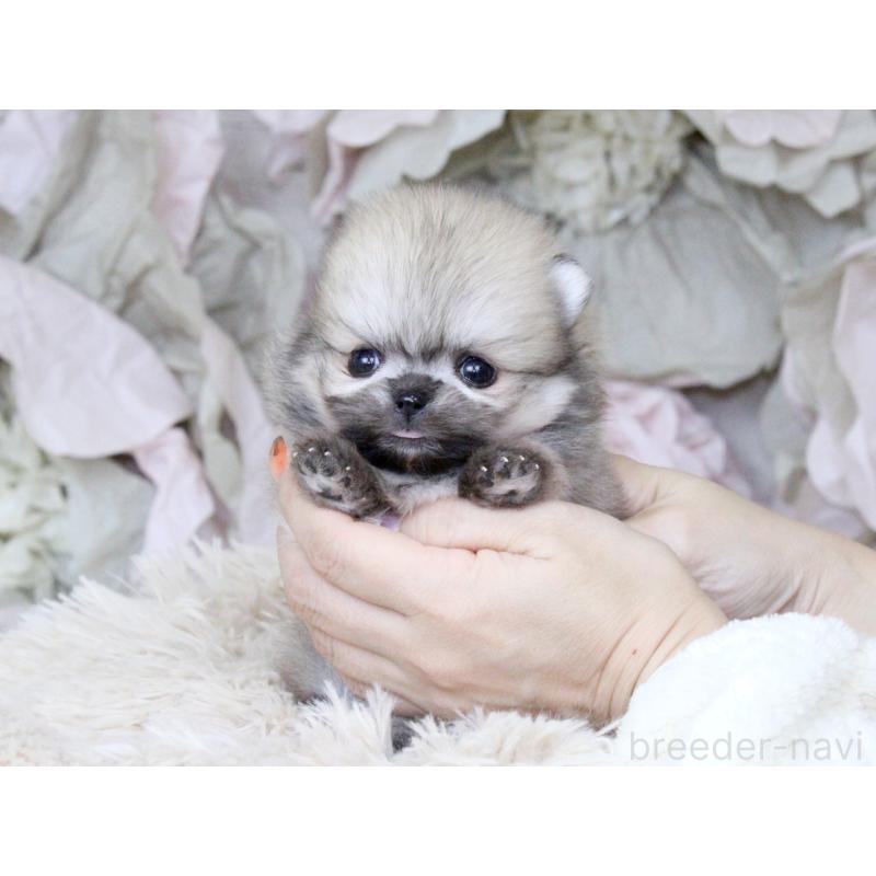 販売中の大阪府のポメラニアン-424565の3枚目