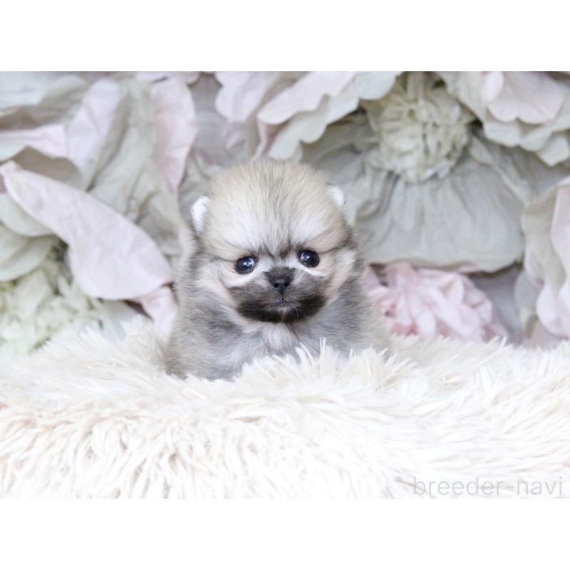 販売中の大阪府のポメラニアン-424565の2枚目