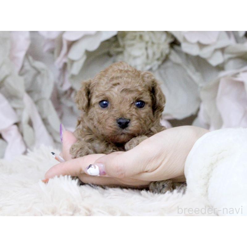販売中の大阪府のタイニープードル-424566の8枚目